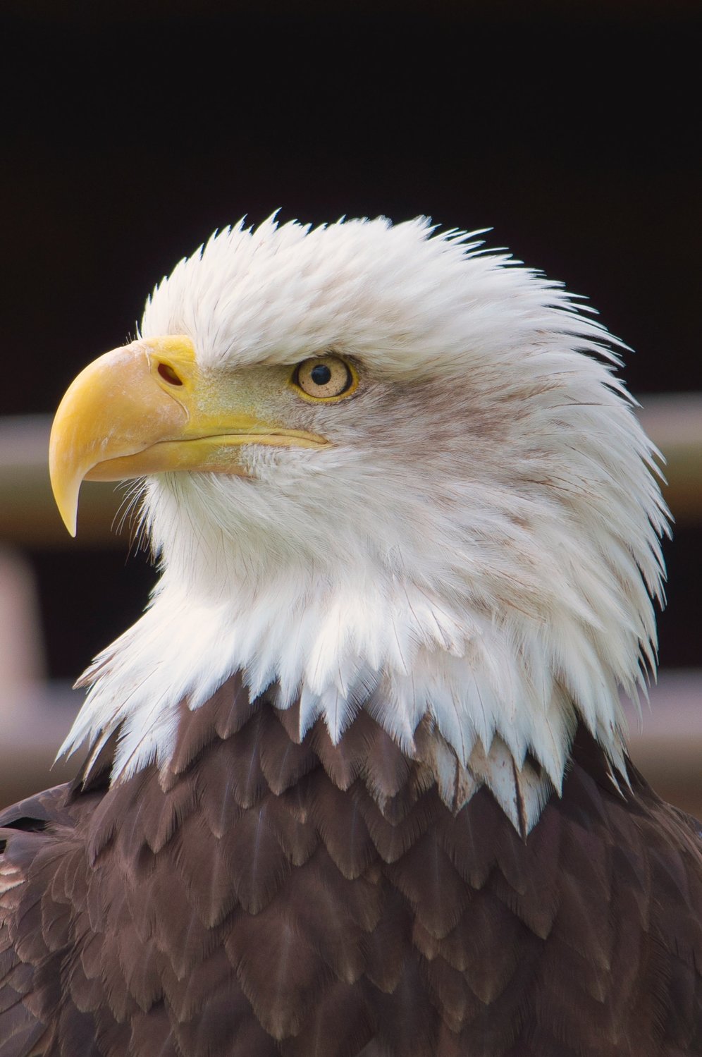 A bald eagle, native to these parts.